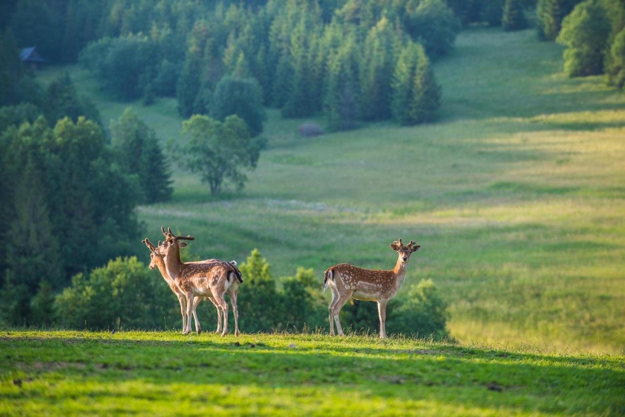 Penzion Safran Ždiar Exteriér fotografie